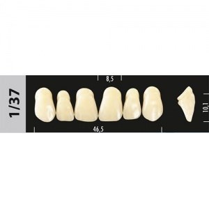 Зубы Major D4 1/37, 28 шт (Super Lux) st202462 - фото 480270