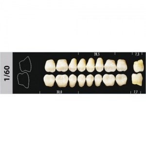 Зубы Major D4 1/60 жевательный низ, 8 шт (Super Lux) st192613 - фото 480285