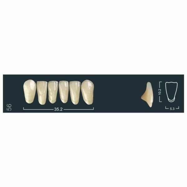 Ivocryl Set A-D - набор фронтальных нижних зубов, LUK56 C1, 6 шт 630893 - фото 480954