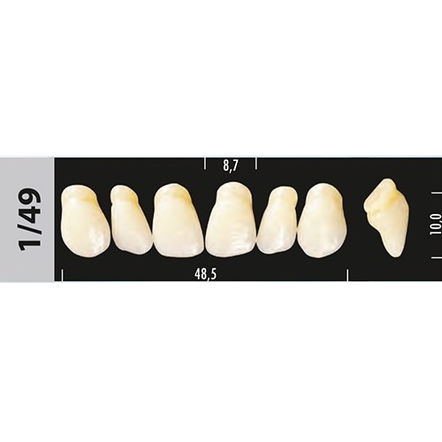 Зубы Major C2 1/49, 28 шт (Super Lux) st579201 - фото 481610