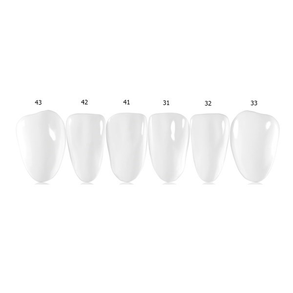 Componeer Set lower - гарнитур для нижней челюсти (31, 32, 33, 41, 42, 43), размер M, цвет Enamel Universal, 6 шт 1320 - фото 482286
