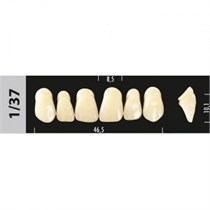 Зубы Major D4 1/37, 28 шт (Super Lux) st202462