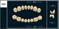 Зубы Yeti D3 SSA жевательный низ (Tribos) 8 шт. 22515 - фото 469818