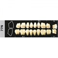 Зубы Major A1 77N жевательный низ, 8 шт (Super Lux). st858164 - фото 479223