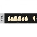 Зубы Major A2 1/20, 28 шт (Super Lux). st406039 - фото 479452