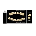 Зубы Yeti A2 SM жевательный низ (Tribos) 8 шт. 21102 - фото 479620