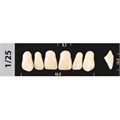 Зубы Major B1 1/25, 28 шт (Super Lux). st641052 - фото 479909