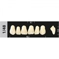 Зубы Major C2 1/48, 28 шт (Super Lux) st331162 - фото 480107