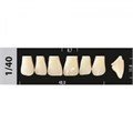 Зубы Major D3 1/40, 28 шт (Super Lux) st750527 - фото 480250