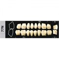 Зубы Major D4 77N жевательный верх, 8 шт (Super Lux) st498616 - фото 480286