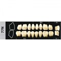 Зубы Major D4 77N жевательный низ, 8 шт (Super Lux) st980754 - фото 480294