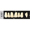 Зубы Major D4 1/17, 28 шт (Super Lux) st386276 - фото 480326