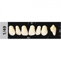 Зубы Major D4 1/49, 28 шт (Super Lux) st623156 - фото 480340
