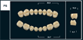 Зубы Yeti B2 PS жев. низ (Tribos) 8 шт. 20307 - фото 480438
