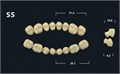 Зубы Yeti BL3 SS жевательный верх (Tribos) 8 шт. 21217 - фото 480555