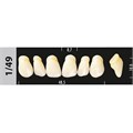 Зубы Major C2 1/49, 28 шт (Super Lux) st579201 - фото 481610