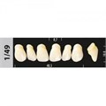 Зубы Major D3 1/49, 28 шт (Super Lux) st86717 - фото 481620