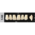Зубы Major D4 1/40, 28 шт (Super Lux) st645625 - фото 482410