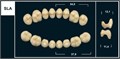 Зубы Yeti B2 SLA жев. низ (Tribos) 8 шт. 22107 - фото 483477
