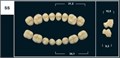 Зубы Yeti C3 SS жевательный низ (Tribos) 8 шт. 21312 - фото 483492