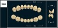 Зубы Yeti C2 SMA жевательный верх (Tribos) 8 шт. 22211 - фото 483499