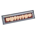 Зубы Ivocryl Набор из 8 зубов A-D жеват.низ. 29 A1. 633744 - фото 484048