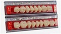 Зубы AcryRock планка из 8 зубов жеват.верх D-36, цвет C2 st216956 - фото 484400