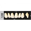 Зубы Major D2 1/49, 28 шт (Super Lux) st955709 - фото 484808