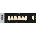 Зубы Major D4 1/20, 28 шт (Super Lux) st619399 - фото 484813
