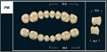 Зубы Yeti B3 PM жевательный низ (Tribos) 8 шт. 20108 - фото 484833