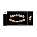 Зубы Yeti B4 SS жевательный верх (Tribos) 8 шт. 21209 - фото 484888