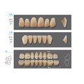 Kaifeng - зубы акриловые, верхние O5, овальные, цвет A2, коробка 4х28шт A2O5/L8/34_Kaifeng - фото 514580