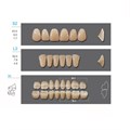 Kaifeng - зубы акриловые, верхние S2, цвет C2, коробка 4х28 шт C2S2/L2/30_Kaifeng - фото 514625