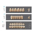 Kaifeng - зубы акриловые, верхние S3, цвет C2, коробка 4х28 шт C2S3/L5/30_Kaifeng - фото 514630