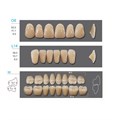 Kaifeng - зубы акриловые, верхние O8, овальные, цвет C1, коробка 4х28 шт C1O8/L14/34_Kaifeng - фото 514681