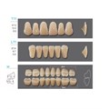 Kaifeng - зубы акриловые, верхние T11, цвет C1, коробка 4х28 шт C1T11/L11/34_Kaifeng - фото 514693