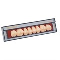 Ivocryl Set - набор боковых пластмассовых зубов, 8 шт 539610 - фото 514726