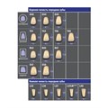 VITA MFT classical A1 – D4 - базовые фронтальные зубы из полимерного материала (цвет и форма на выбор), 1 шт VITAMFT-AC-A1D4-1 - фото 514736